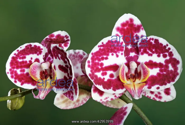 : Orchid - Phalaenopsis Elegant Julia Orchid : Orchid - Phalaenopsis Elegant Julia Orchid