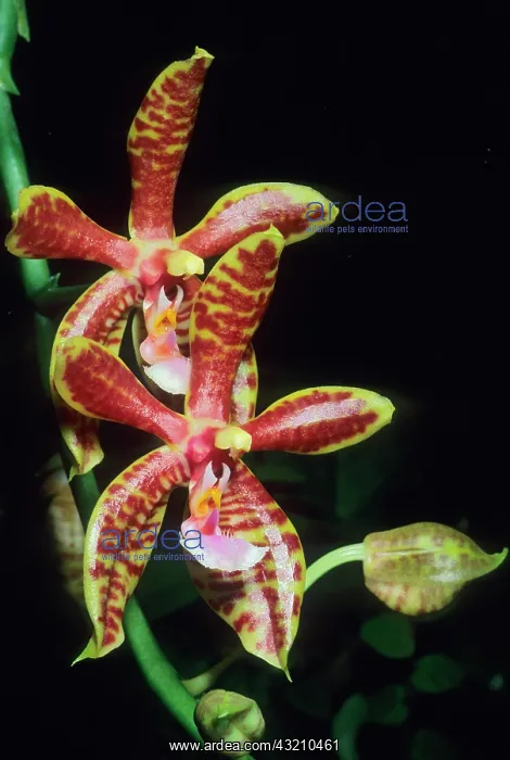 : Orchid, (Phalaenopsis mannii), India : Orchid, (Phalaenopsis mannii), India
