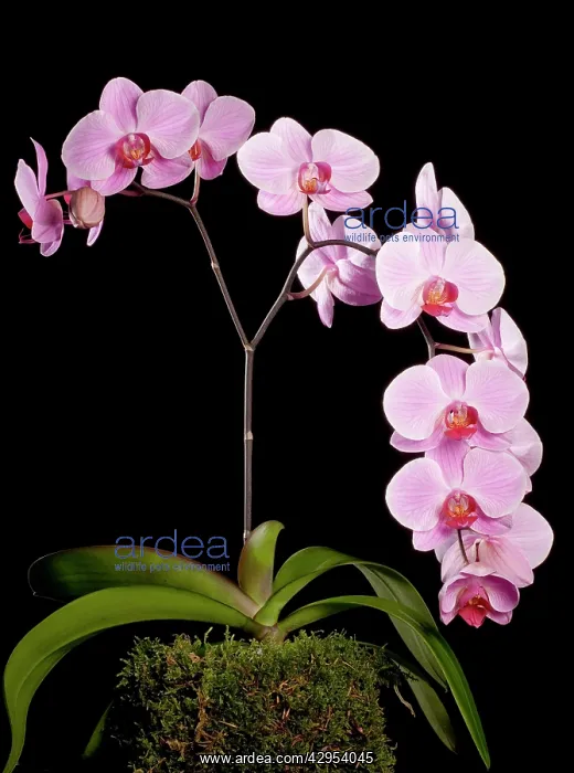  : Orchid - Phalaenopsis Sacramento