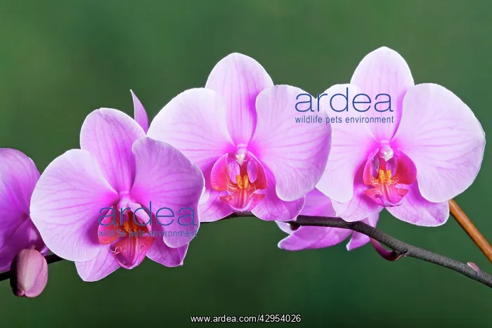 : Orchid - PhalaenopsisSSacramento : Orchid - PhalaenopsisSSacramento
