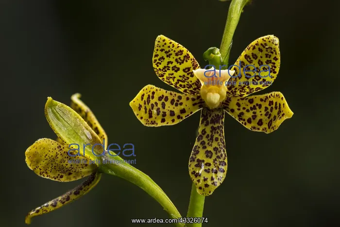 : orchid (Prosthechea crassilabia) Parque Nacional : orchid (Prosthechea crassilabia) Parque Nacional