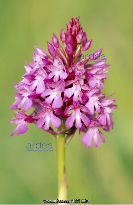 : ORCHID - pyramidal close-up : ORCHID - pyramidal close-up