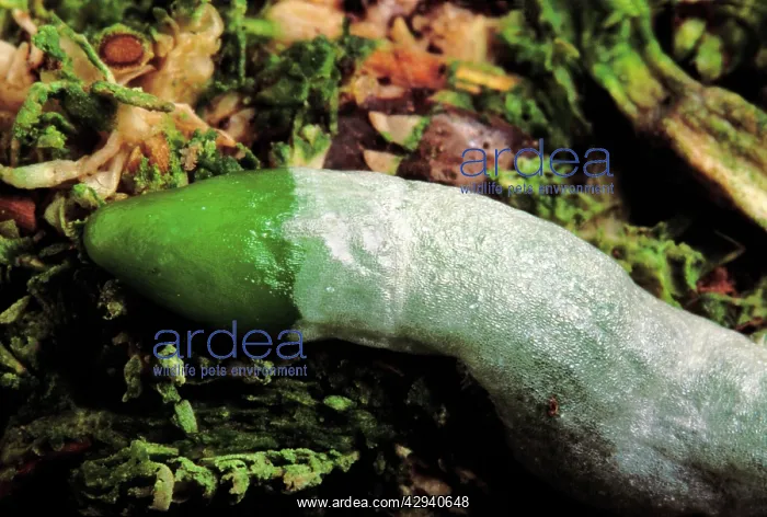 : Orchid - root on the bark of a tree. The whitish : Orchid - root on the bark of a tree. The whitish