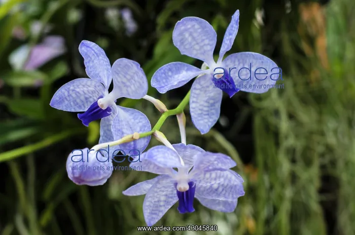  : Orchid, The Shy Blue Vanda