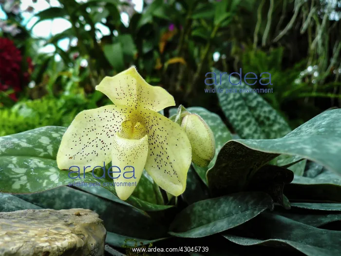  : Orchid, Slipper orchid