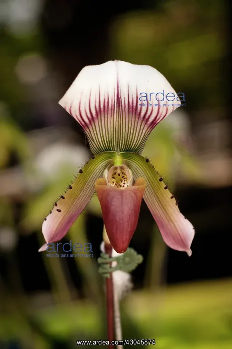 : Orchid, Slipper orchid : Orchid, Slipper orchid