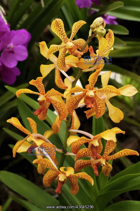 : Orchid, Spider orchid : Orchid, Spider orchid