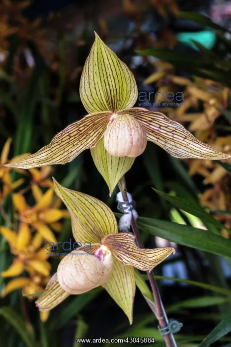 : Orchid, Spider orchid : Orchid, Spider orchid