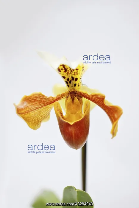 : Orchid, Studio shot of peach coloured flower.---- : Orchid, Studio shot of peach coloured flower.----
