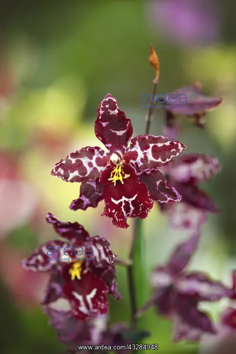 : Orchid, Studio shot of red coloured flower.---- : Orchid, Studio shot of red coloured flower.----