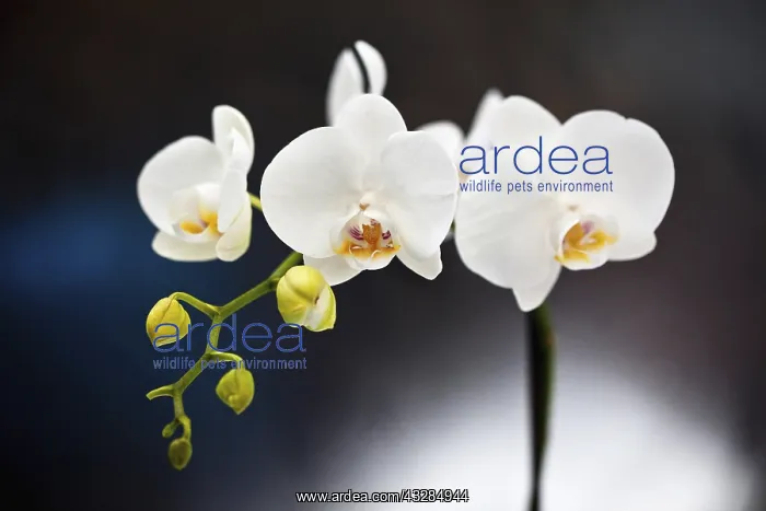 : Orchid, Studio shot of white coloured flower.---- : Orchid, Studio shot of white coloured flower.----