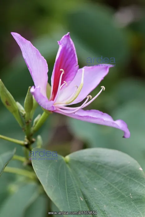 : Orchid tree, Bauhinia variegata, purple flower : Orchid tree, Bauhinia variegata, purple flower