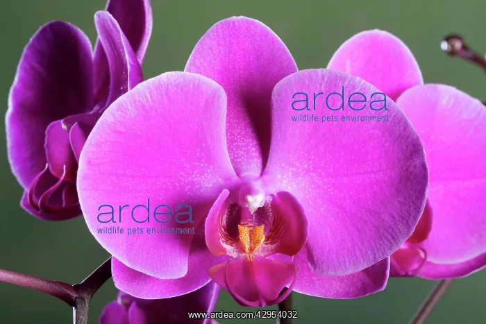 : Orchid - Valentine - Asia : Orchid - Valentine - Asia