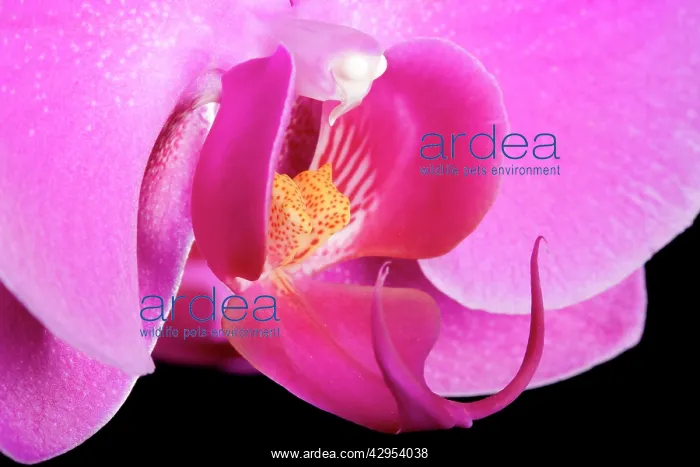 : Orchid - Valentine - Asia : Orchid - Valentine - Asia