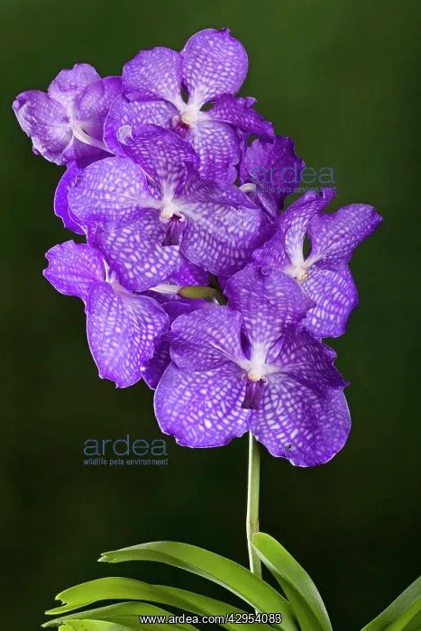  : Orchid - Vanda Blue Magic Orchid