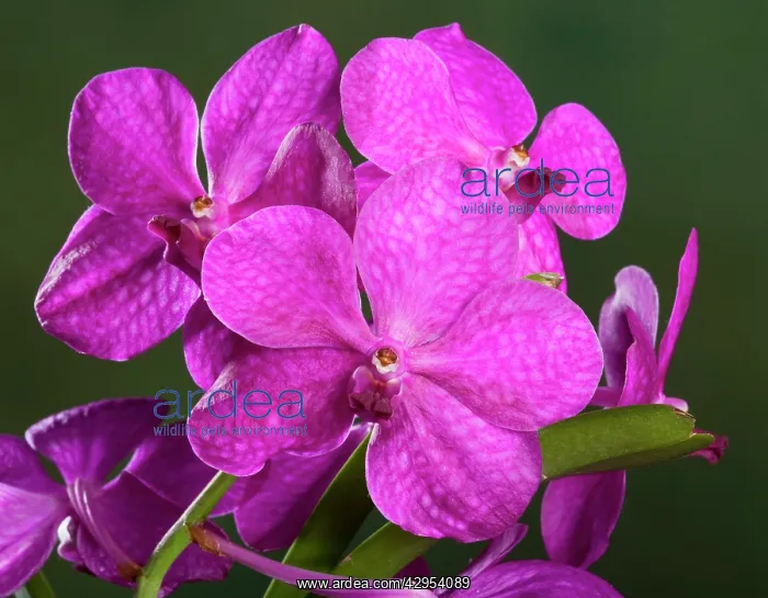 : Orchid - Vanda Mikasa Mix : Orchid - Vanda Mikasa Mix