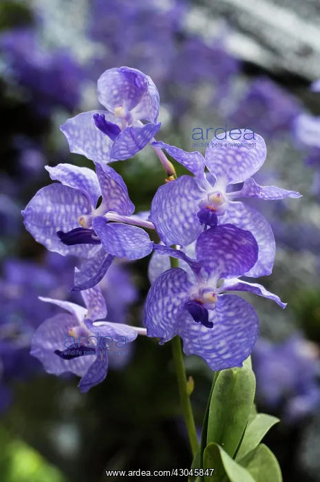 : Orchid, Vanda orchid : Orchid, Vanda orchid