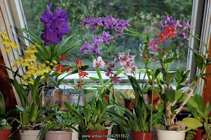 : Orchids, Hybrid assortment - in living room : Orchids, Hybrid assortment - in living room