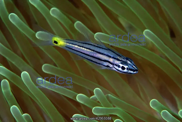 : Orchre-striped Cardinalfish : Orchre-striped Cardinalfish