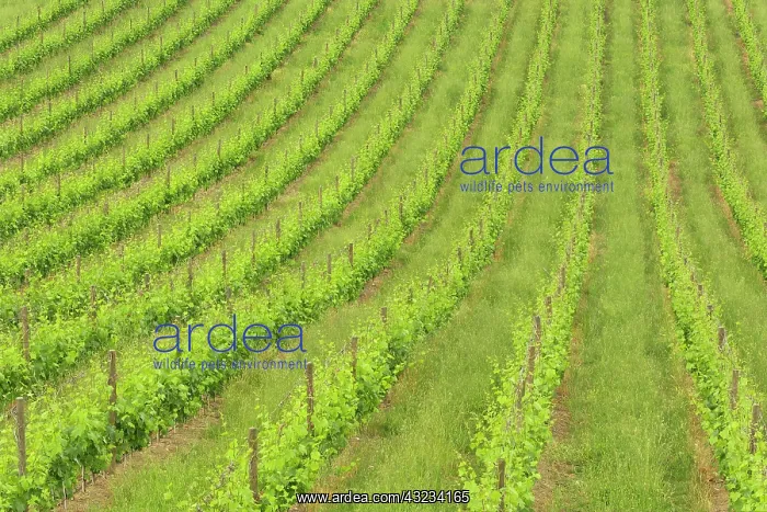 : Orderly rows of grape vines viewed from : Orderly rows of grape vines viewed from