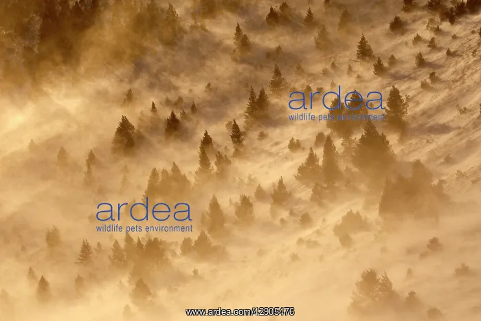 : Ordesa Valley - dust being blown : Ordesa Valley - dust being blown