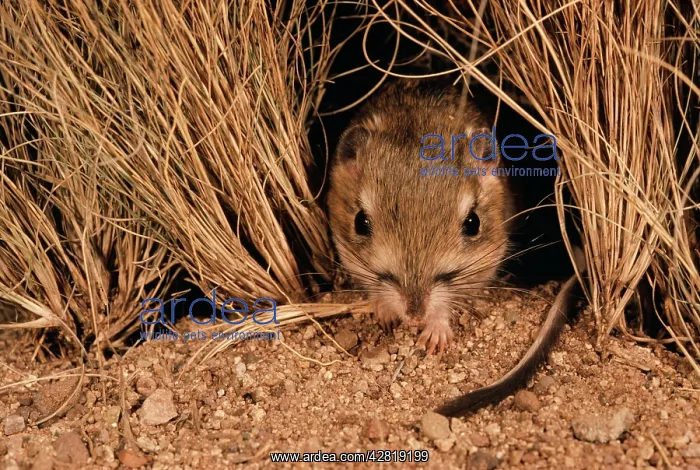 : OrdIs KANGAROO RAT : OrdIs KANGAROO RAT