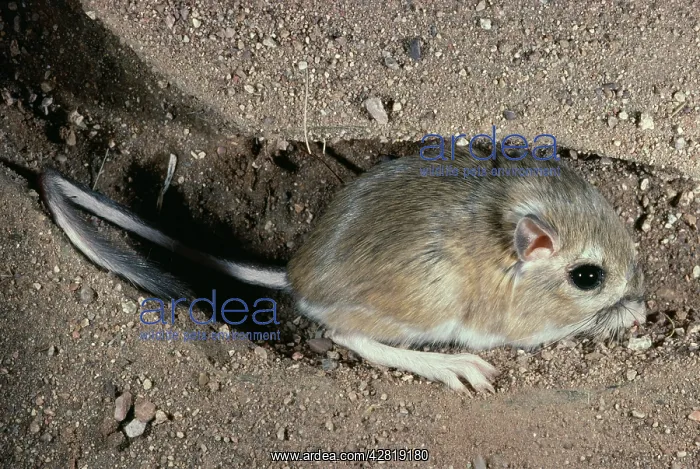 : OrdIs KANGAROO RAT - in burrow : OrdIs KANGAROO RAT - in burrow