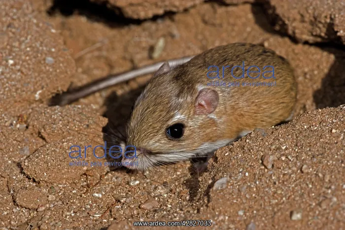 : Ord's Kangaroo Rat : Ord's Kangaroo Rat