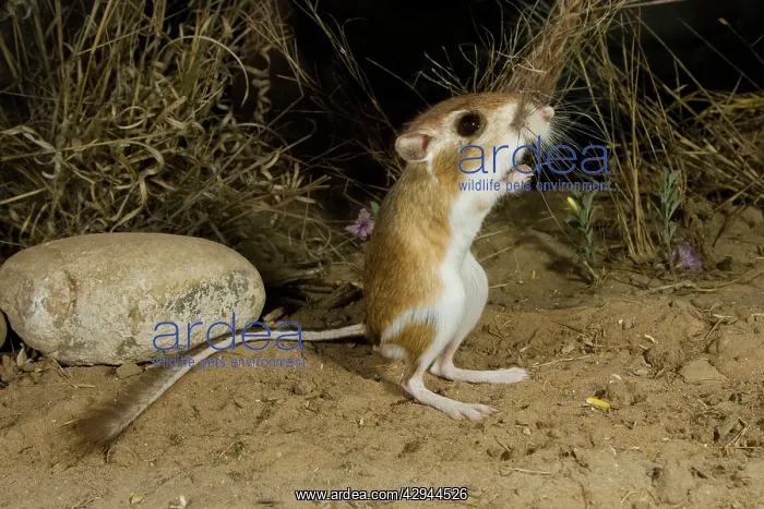: Ord's Kangaroo Rat : Ord's Kangaroo Rat