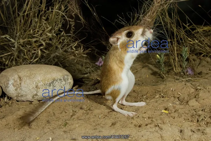 : Ord's Kangaroo Rat : Ord's Kangaroo Rat