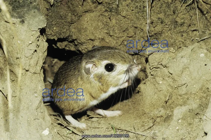 : Ord's Kangaroo Rat (Dipodomys ordii), adult leaving : Ord's Kangaroo Rat (Dipodomys ordii), adult leaving