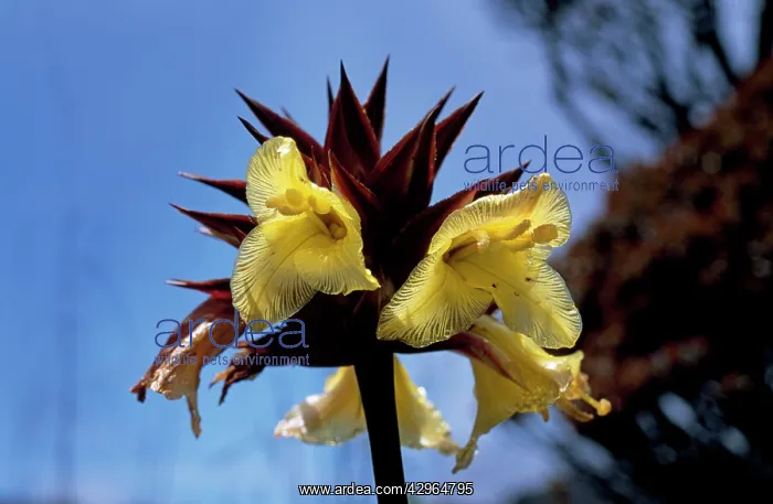 : Orectanthe sceptrum, Summit of Mount Roraima : Orectanthe sceptrum, Summit of Mount Roraima