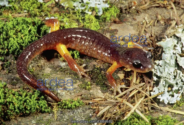 : Oregon Ensatina Salamander : Oregon Ensatina Salamander