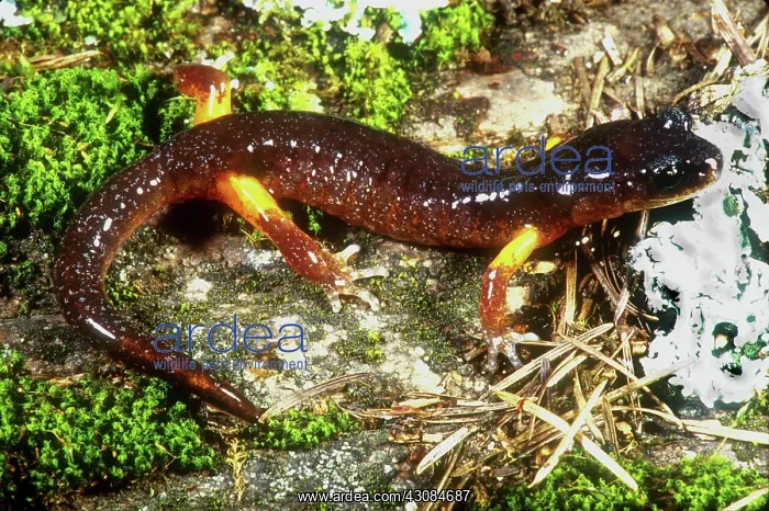 : Oregon Ensatina Salamander : Oregon Ensatina Salamander