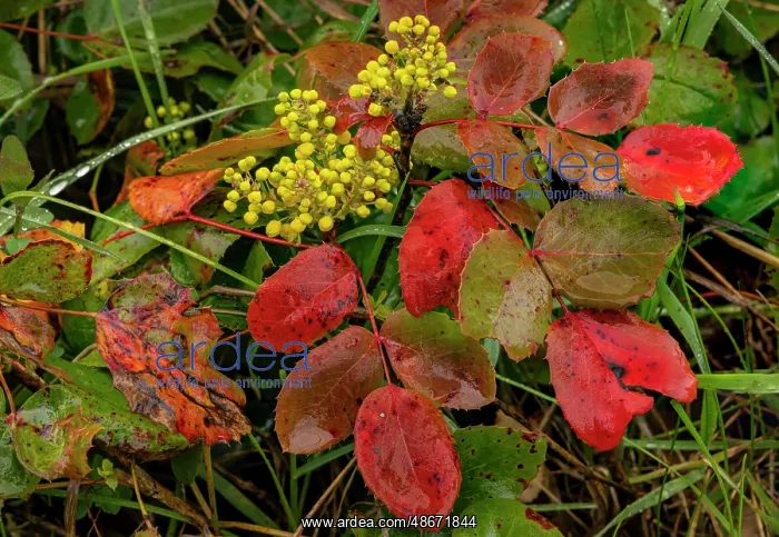: Oregon grape on wet day in spring in Whitefish, Montana : Oregon grape on wet day in spring in Whitefish, Montana