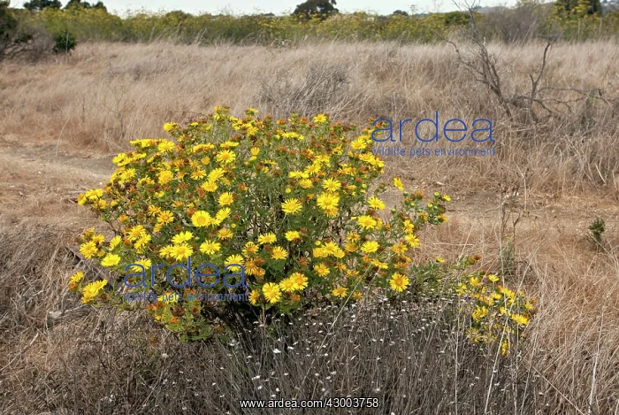 : Oregon Gumweed : Oregon Gumweed