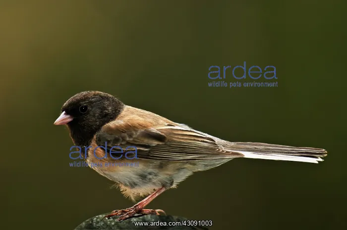 : Oregon Junco : Oregon Junco