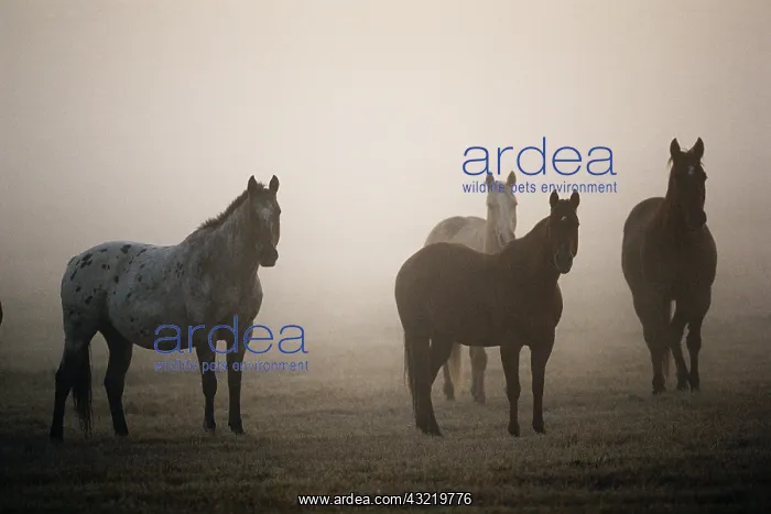  : Oregon, Seneca, Ponderosa Ranch, Horses