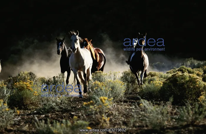 : Oregon, Seneca, Ponderosa Ranch, Running : Oregon, Seneca, Ponderosa Ranch, Running