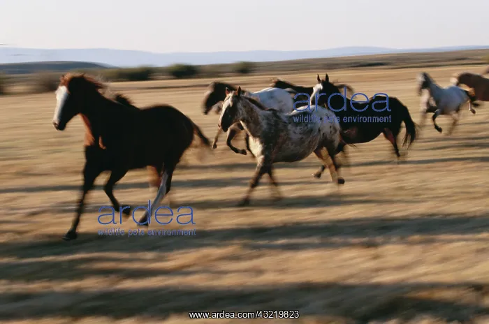 : Oregon, Seneca, Ponderosa Ranch, Running : Oregon, Seneca, Ponderosa Ranch, Running
