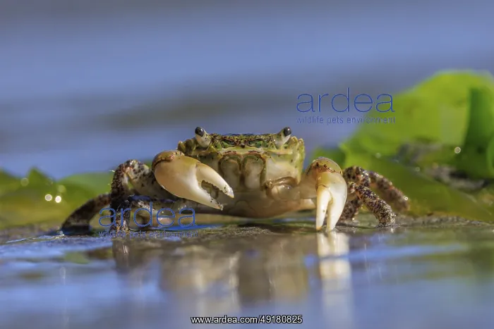 : Oregon Shore Crab (Hemigrapsus oregonensis) walking across wet sand : Oregon Shore Crab (Hemigrapsus oregonensis) walking across wet sand