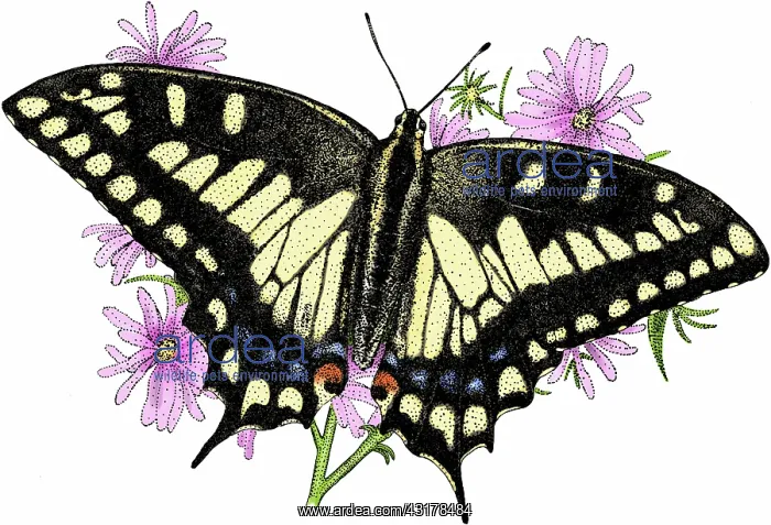  : Oregon swallowtail butterfly
