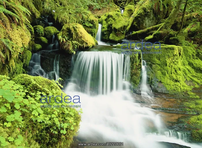 : Oregon, Waterfall in Willamette national : Oregon, Waterfall in Willamette national