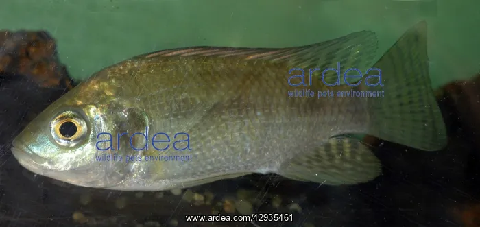 : Oreochromis (Tilapia)Sniloticus : Oreochromis (Tilapia)Sniloticus