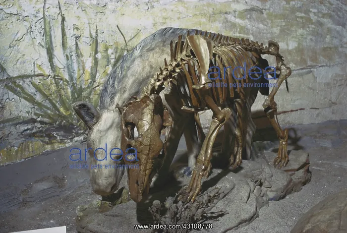 : Oreodont Fossil : Oreodont Fossil