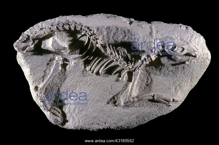 : Oreodont Fossil : Oreodont Fossil