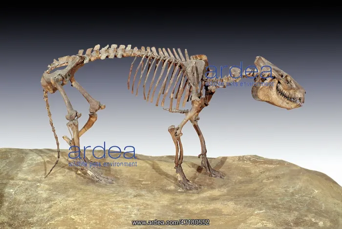: Oreodont Skeleton : Oreodont Skeleton