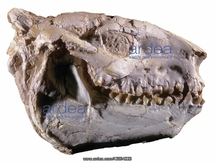 : Oreodont Skull : Oreodont Skull
