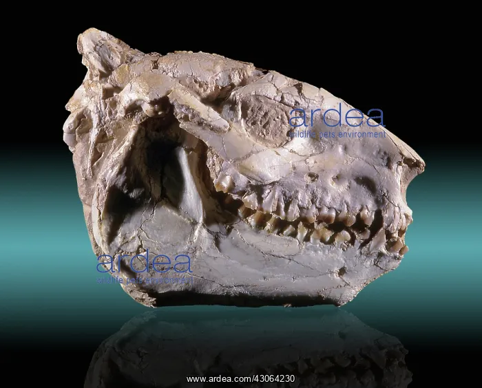 : Oreodont Skull : Oreodont Skull