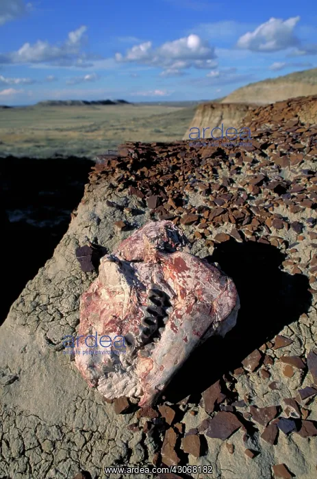 : Oreodont skull : Oreodont skull